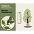 Carpinus betulus - blote wortel