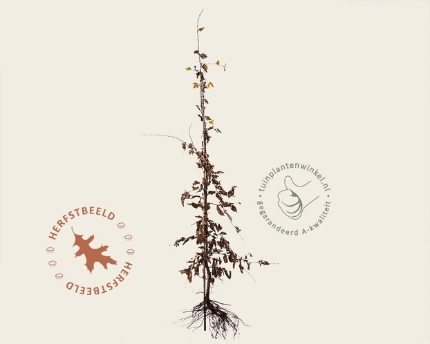 Carpinus betulus - blote wortel