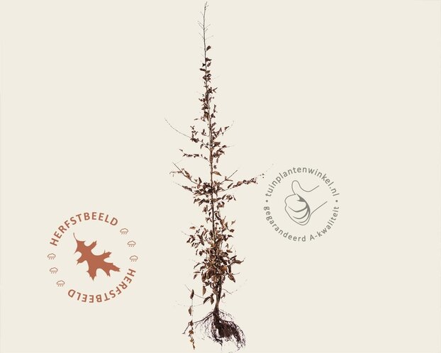 Carpinus betulus - blote wortel