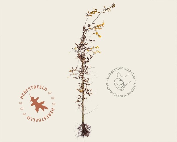 Carpinus betulus - blote wortel