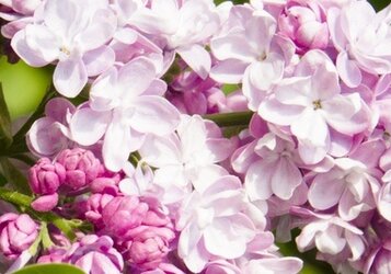 Sering snoeien voor de mooiste bloei