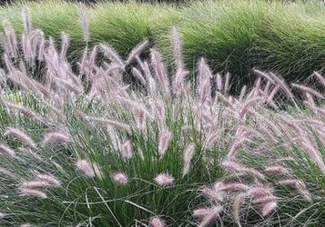 Siergras snoeien voor een sierlijk resultaat