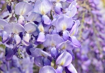 Blauwe regen snoeien voor een weelderige bloei