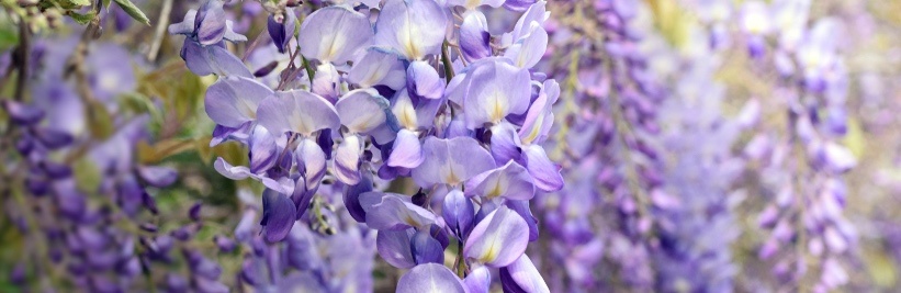 Blauwe regen snoeien voor een weelderige bloei