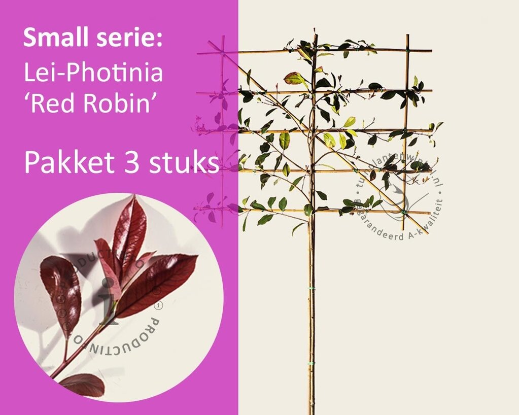 Lei-Photinia - Small - pakket 3 stuks + EXTRA'S!