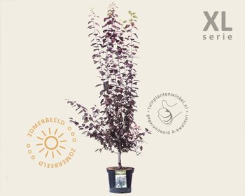 Prunus cerasifera 'Nigra' - XL