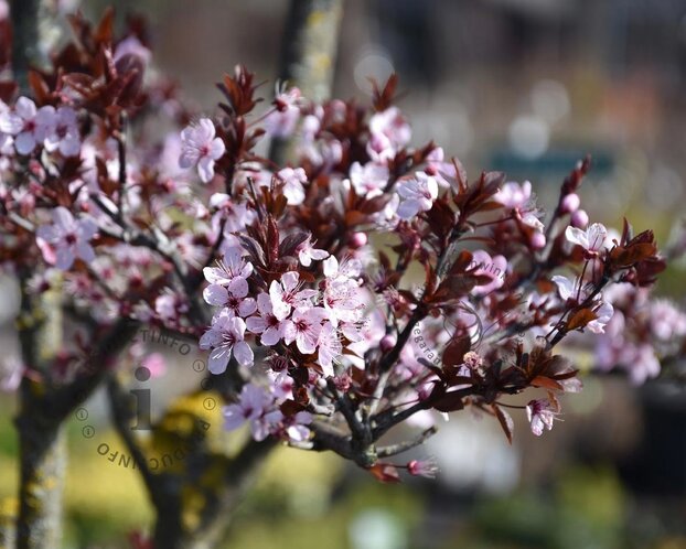 Prunus cerasifera 'Nigra' - XL