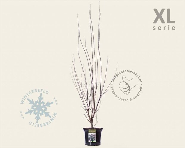 Prunus cerasifera 'Nigra' - XL