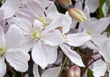 Clematis snoeien voor een gezonde groei