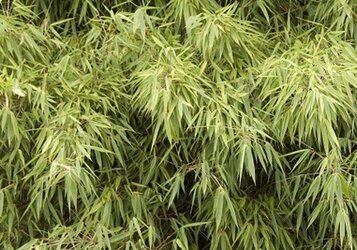 Bamboe snoeien: Elke soort een eigen aanpak