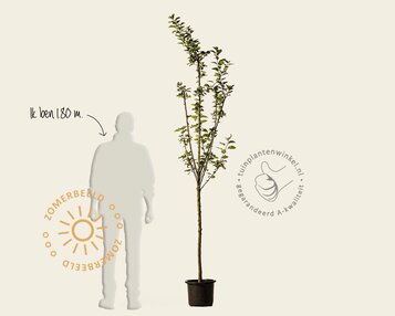 Malus domestica 'Golden Pearmain' - halfstam image