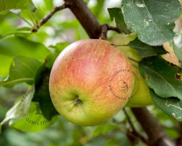 Malus domestica 'Golden Pearmain' - halfstam