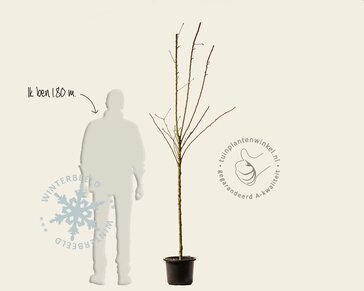 Malus domestica 'Golden Pearmain' - halfstam