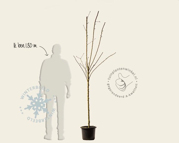 Malus domestica 'Golden Pearmain' - halfstam