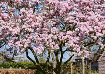 Magnolia snoeien: Tips voor een prachtige bloei