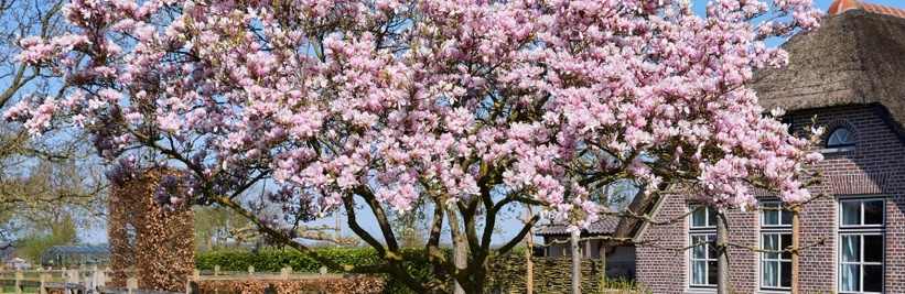 Magnolia snoeien: Tips voor een prachtige bloei