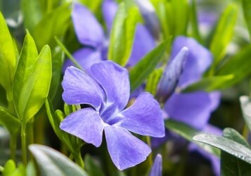 Onverslaanbare bodembedekkers tegen onkruid