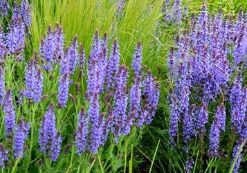 Planten tegen slakken in jouw tuin