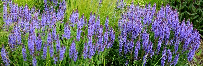 Planten tegen slakken in jouw tuin