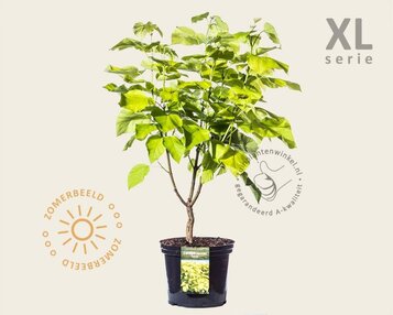 Catalpa bignonioides 'Aurea' - XL image