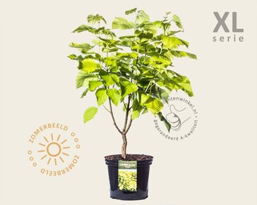 Catalpa bignonioides 'Aurea' - XL
