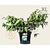 Viburnum plicatum 'Mariesii' - XL