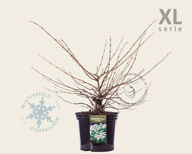 Viburnum plicatum 'Mariesii' - XL
