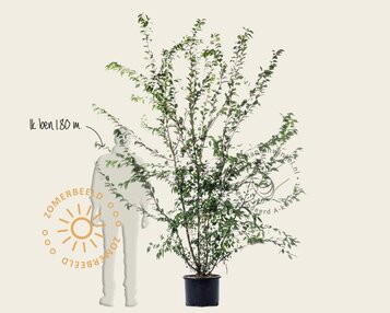 Prunus subhirtella 'Autumnalis' - meerstammig image