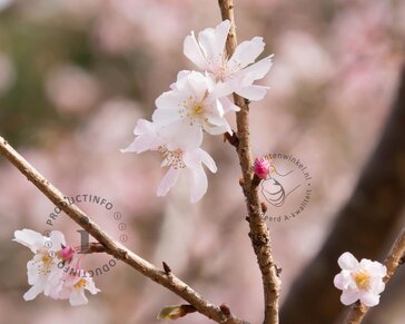 Prunus subhirtella 'Autumnalis' - meerstammig