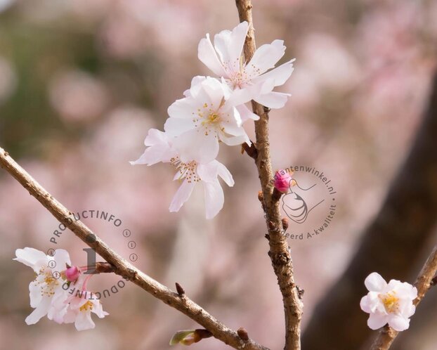 Prunus subhirtella 'Autumnalis' - meerstammig