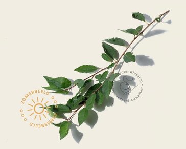 Prunus subhirtella 'Autumnalis' - meerstammig