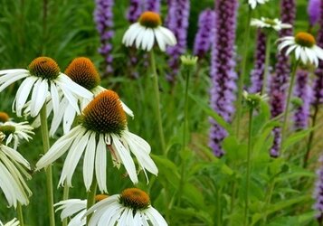 Vaste planten voor bloembakken in de volle zon