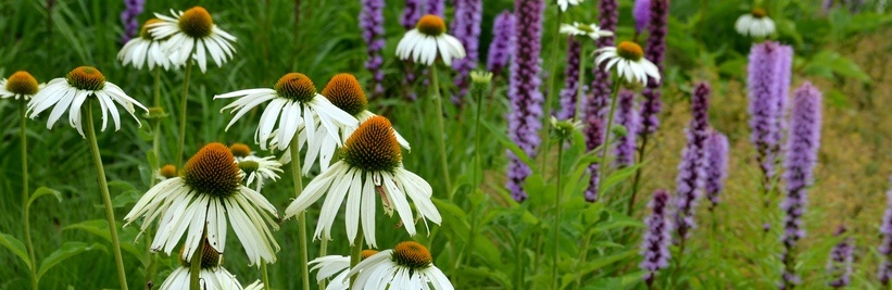 Vaste planten voor bloembakken in de volle zon