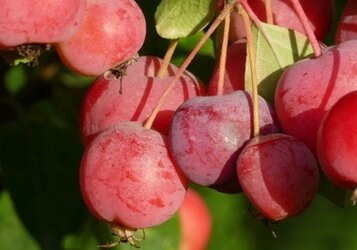 Sierappel snoeien voor een boom vol appeltjes