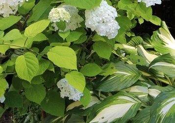Beste schaduwplanten buiten voor een levendige tuin uit de zon