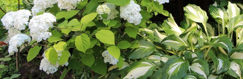 Beste schaduwplanten buiten voor een levendige tuin uit de zon