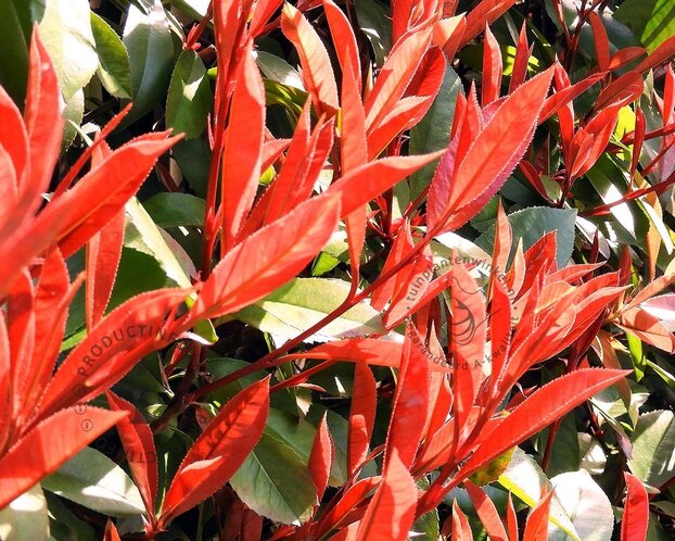 Photinia fraseri 'Carré Rouge' - XL