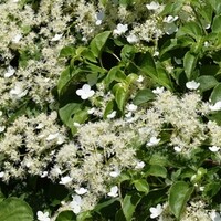 Klimplanten schaduw