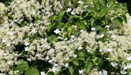 Klimplanten schaduw image