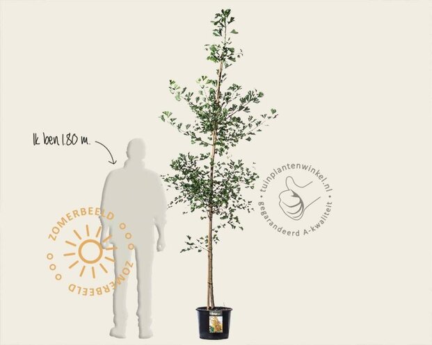 Ginkgo biloba
