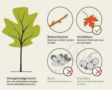 Ginkgo biloba