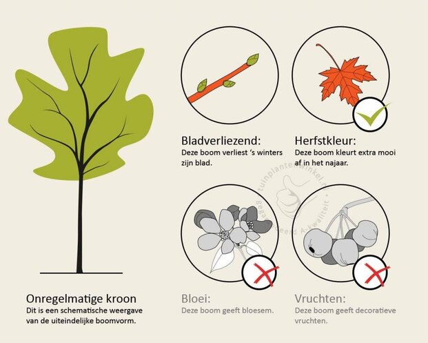 Ginkgo biloba