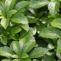 Wintergroene vaste planten