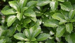Wintergroene vaste planten image
