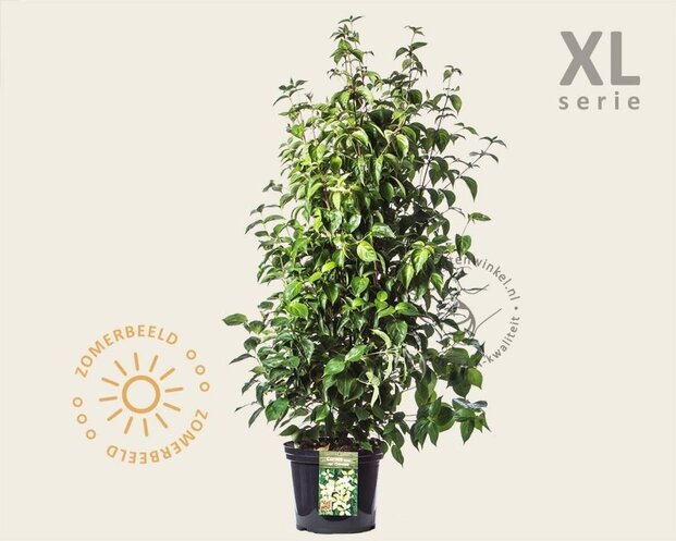 Cornus kousa chinensis - XL
