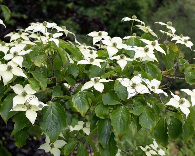 Cornus kousa chinensis - XL