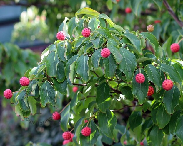 Cornus kousa chinensis - XL
