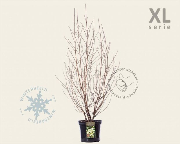 Cornus kousa chinensis - XL
