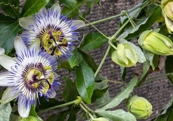 Passiebloem tegen een schutting, pergola of muur laten groeien