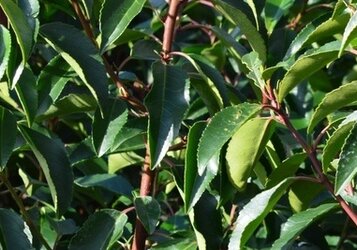 Hoe en wanneer Portugese laurier snoeien?